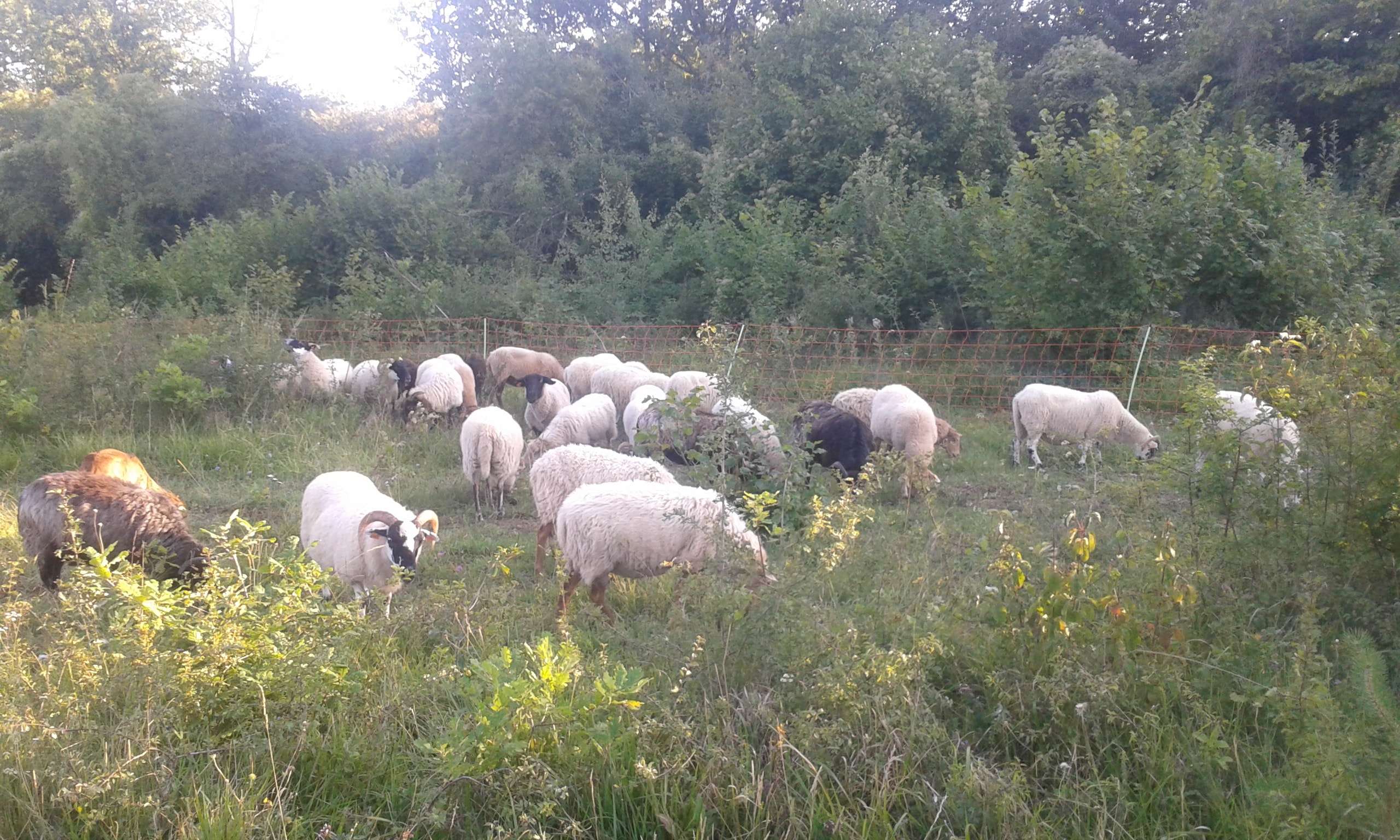 Moutons en pâturage entretenant naturellement un terrain