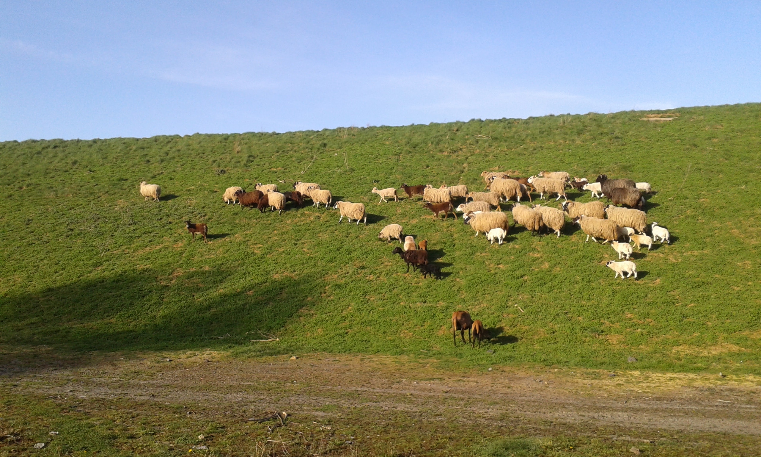 Troupeau de moutons en pâturage