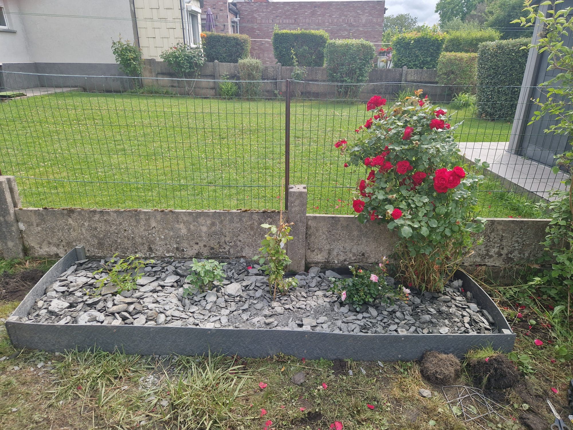 Bordure avec rosier